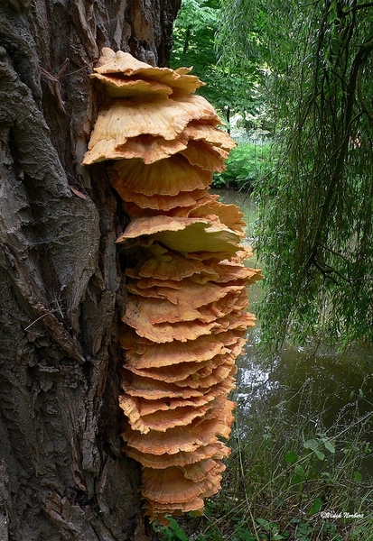 sized_sized_P2370453a zwavelzwam