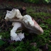 sized_sized_P2370455a russula