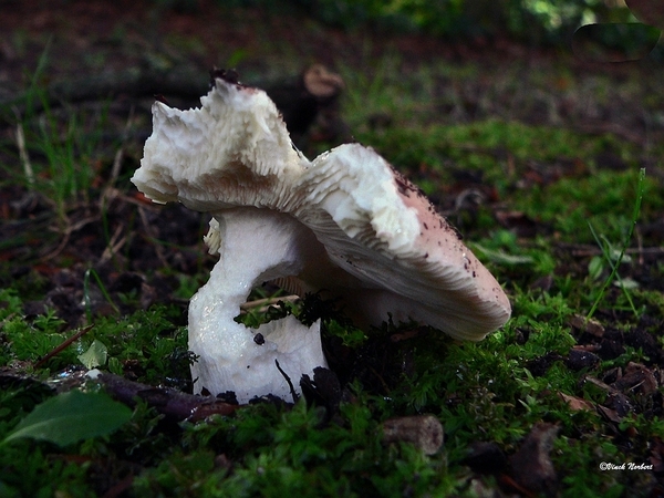 sized_sized_P2370455a russula