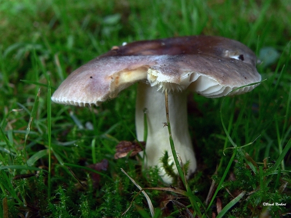 sized_sized_P2370456a russula