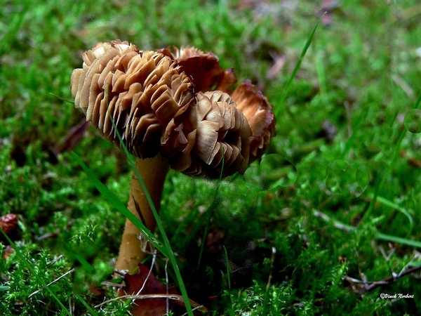 sized_sized_P2370458a paddestoelen