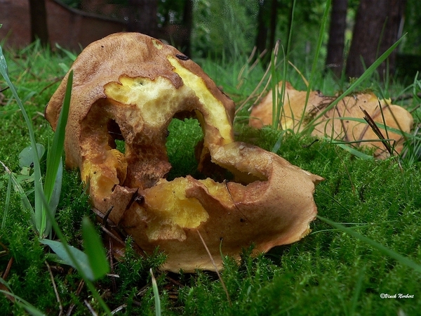 sized_sized_P2370459a paddestoelen