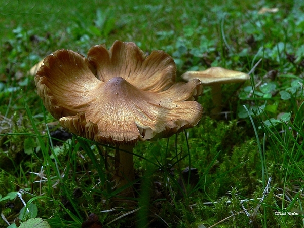 sized_sized_P2370487a paddestoelen