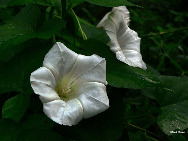 sized_sized_P2370494a akkerwinde