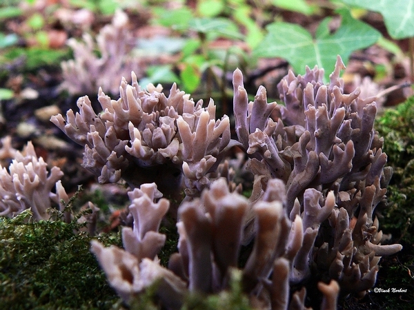 sized_sized_P2370497a koraalzwammetjes..