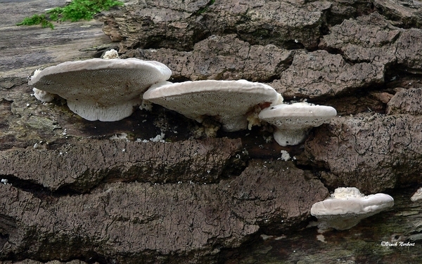 sized_sized_P2370510a zwam