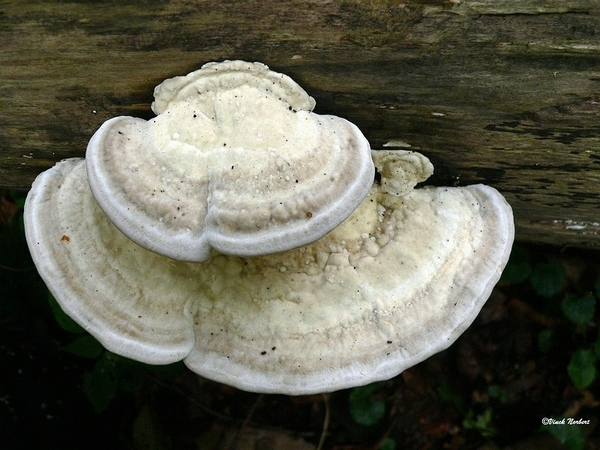 sized_sized_P2370512a witte bultzwam