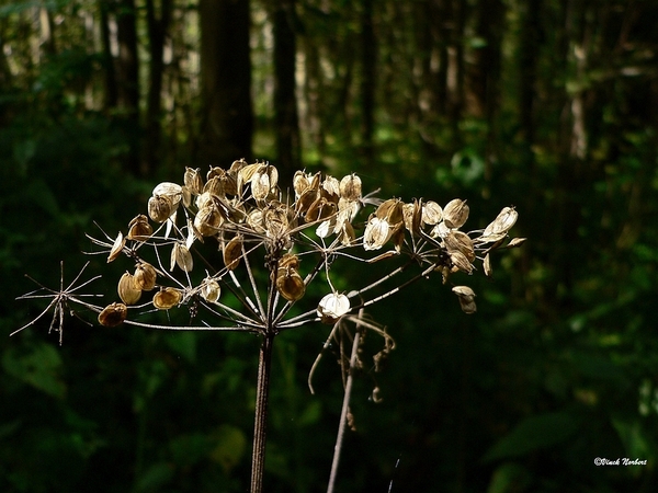 sized_sized_P2370514a het Osbroek in Aalst