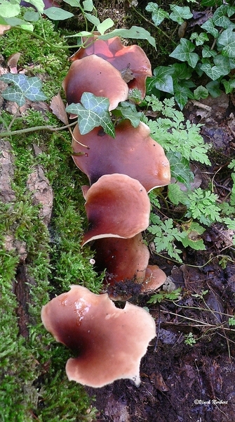 sized_sized_P2370517a het Osbroek in Aalst-Pekstelen