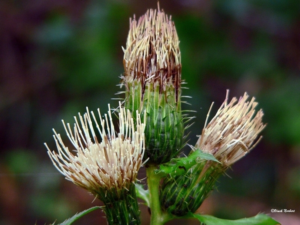 sized_sized_P2370517a het Osbroek in Aalst-moerasdistel