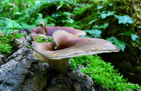 sized_sized_P2370522a het Osbroek in Aalst-Peksteel