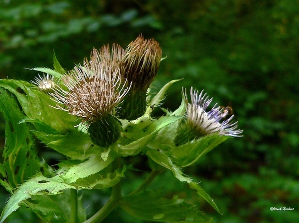 sized_sized_P2370527a het Osbroek in Aalst-moerasdistel