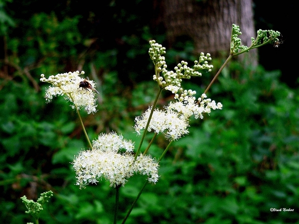 sized_sized_P2370531a het Osbroek in Aalst-moerasspirea