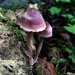 sized_sized_P2370532a het Osbroek in Aalst-bloedmycena