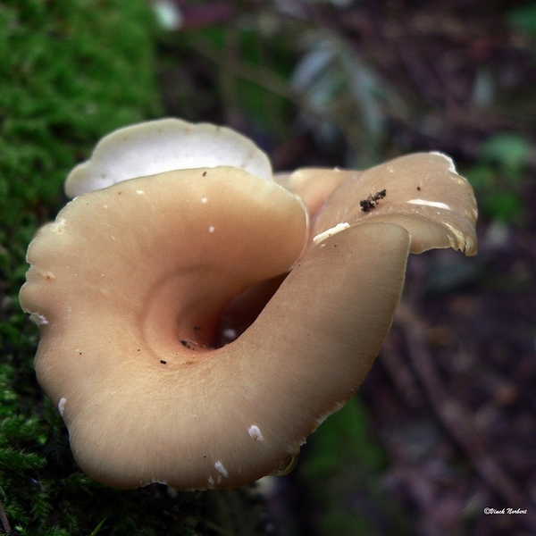 sized_sized_P2370535a het Osbroek in Aalst-peksteel