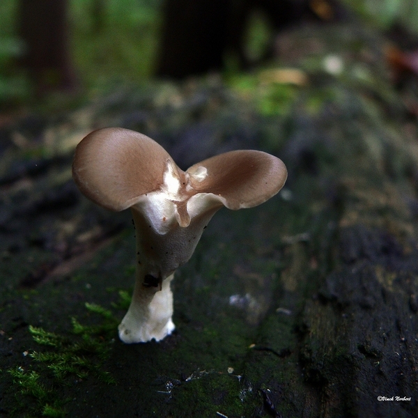 sized_sized_P2370539a het Osbroek in Aalst-peksteel