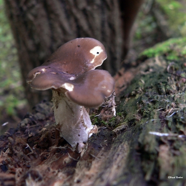 sized_sized_P2370544a het Osbroek in Aalst-onbekend