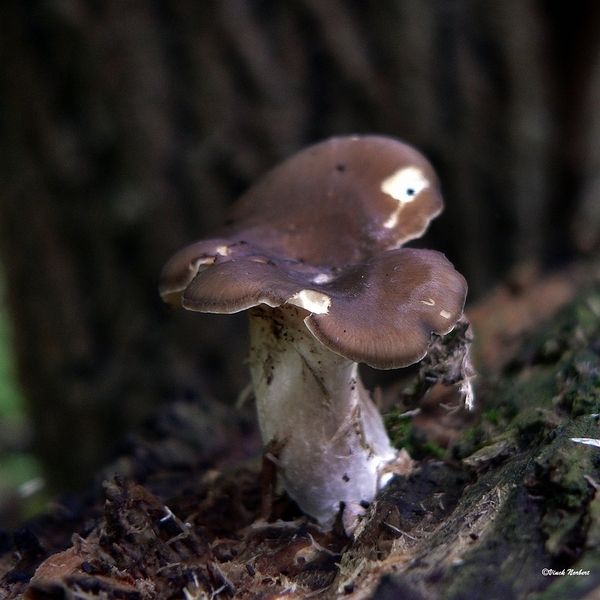 sized_sized_P2370545a het Osbroek in Aalst-onbekend