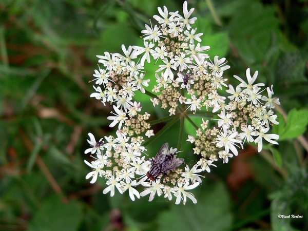 sized_sized_P2370546a het Osbroek in Aalst-berenklauw