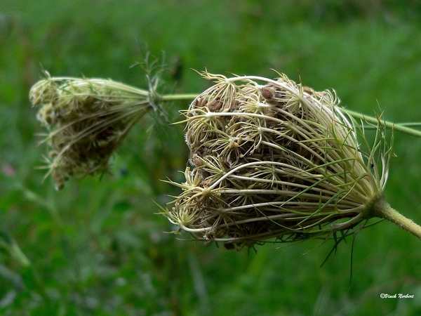 sized_sized_P2370549a het Osbroek in Aalst-zaadvorming berenklauw