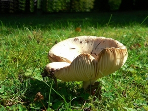 sized_sized_P2370550a russula