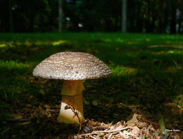 sized_sized_P2370553a De Rozerie -amaniet