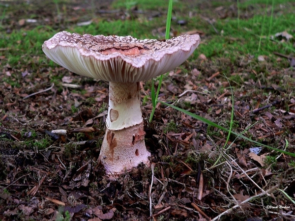 sized_sized_P2370554a De Rozerie -amaniet