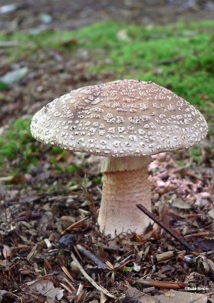 sized_sized_P2370564a De Rozerie -ameniet