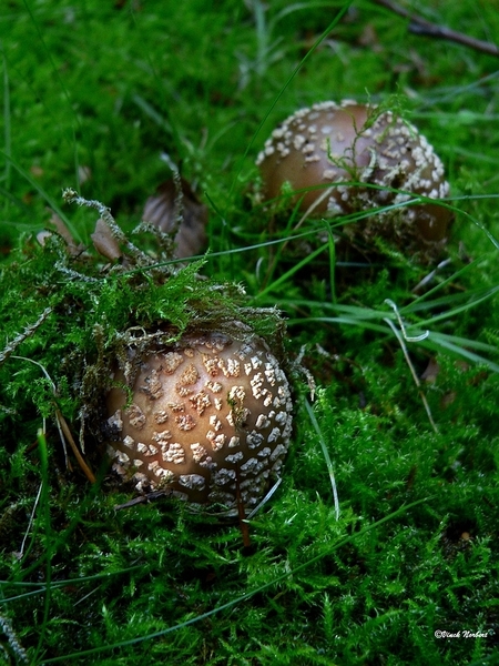 sized_sized_P2370565a De Rozerie -ameniet