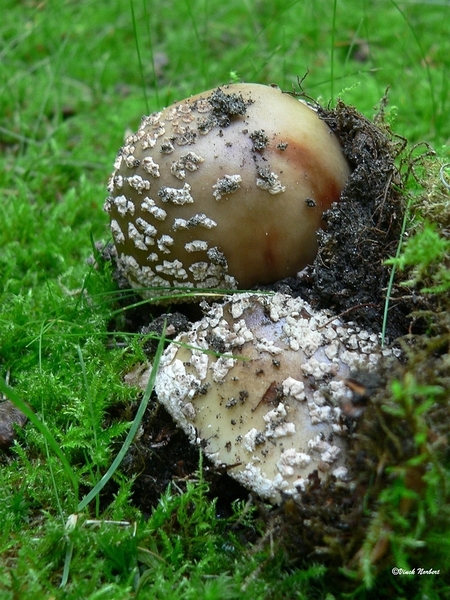 sized_sized_P2370567a De Rozerie -ameniet