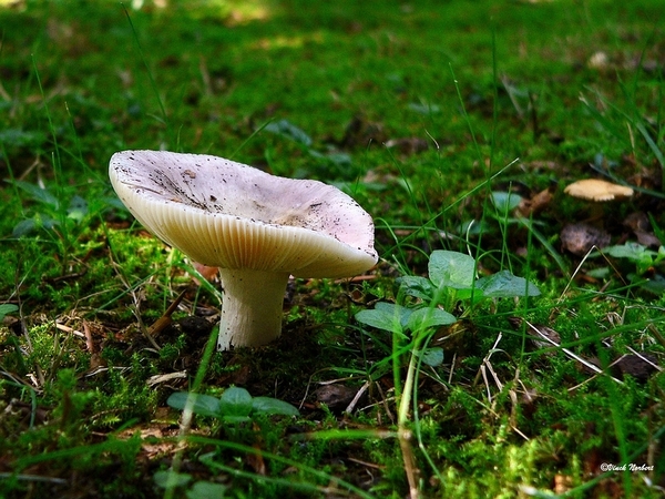 sized_sized_P2370568a De Rozerie -russula