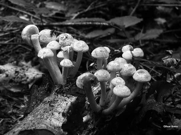 sized_sized_P2370574a De Rozerie -zwavelkopjes-zw-w