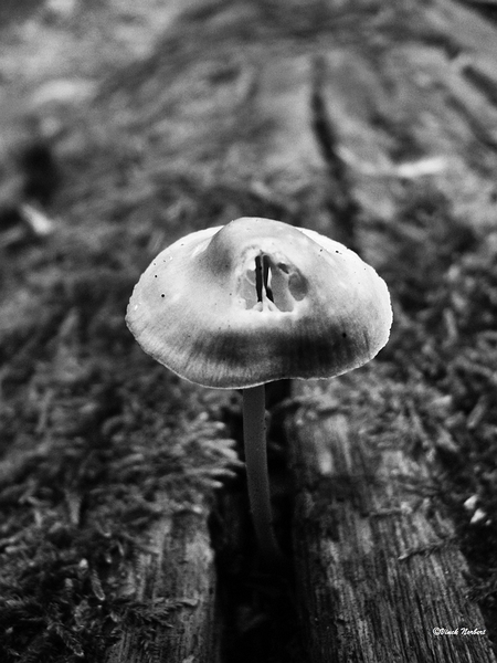 sized_sized_P2370576a De Rozerie -onbekend-zw-w