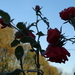 DSC02034