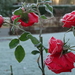 DSC02035