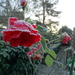 DSC02037