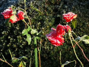 DSC02040