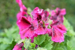 CSC_0021