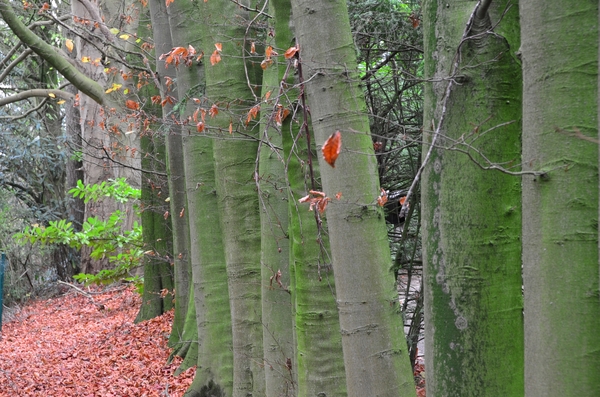 003  ... IN ALLE RUSTE ...