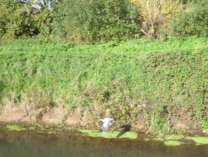 Wandeling langs natuurpunt - 29 oktober 2015