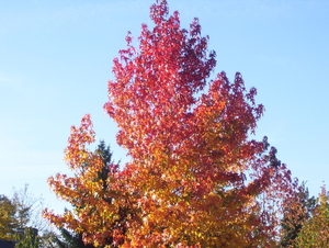 Wandeling langs natuurpunt - 29 oktober 2015