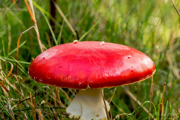 paddenstoelen 2015-0464