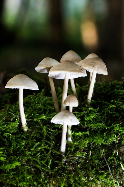 paddenstoelen 2015-0475