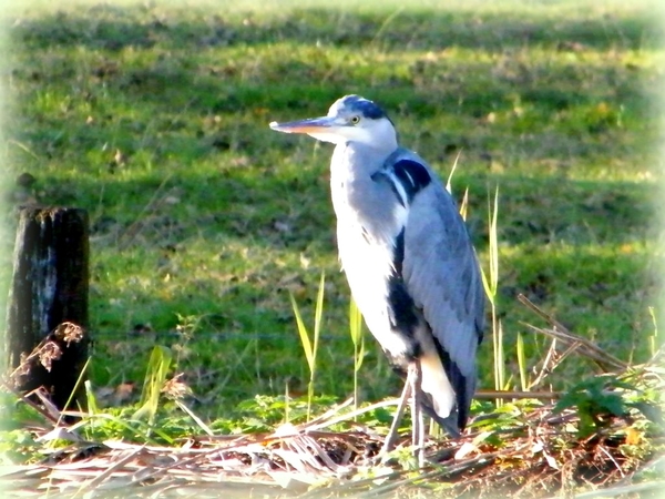 Dender Liedekerke