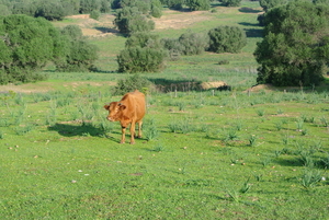 Natuurpark la Dehesa de Abajo