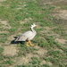 Natuurpark     vogels