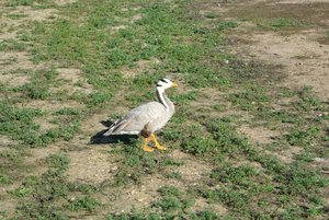 Natuurpark     vogels