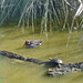 natuurpark    vogels (2)
