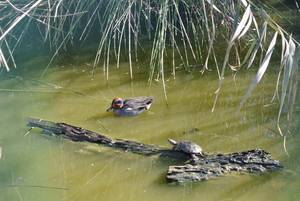 natuurpark    vogels (2)