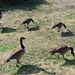 Natuurpark    vogels (3)